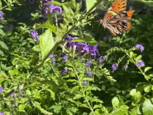 duranta-butterfly buterfly swooping in to get nectar.