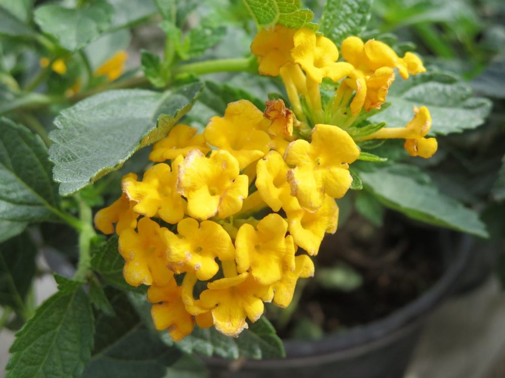 New Gold™ lantana in the landscape. 