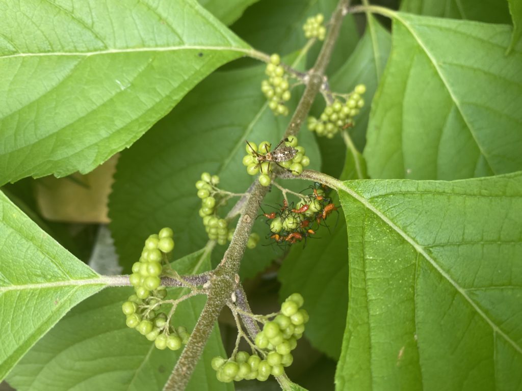 Leaffooted Bugs love to hang out on undersides of leaves. 
