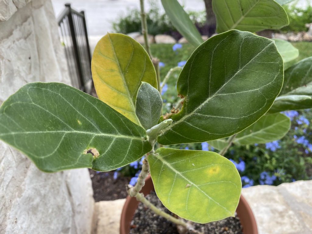 Yellow leaves on a milkweed tree could be too much or too little water.