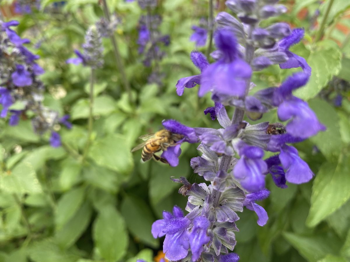 what-attracts-pollinators-to-flowers-flower-colors What Attracts Pollinators to Flowers. Mystic Spires