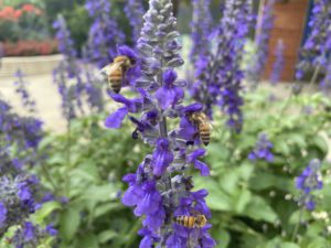 Mystic Spires Salvia full of bees in an urban pollinator garden..