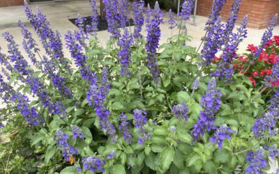 Urban Pollinator Gardens: Why Are They Important?