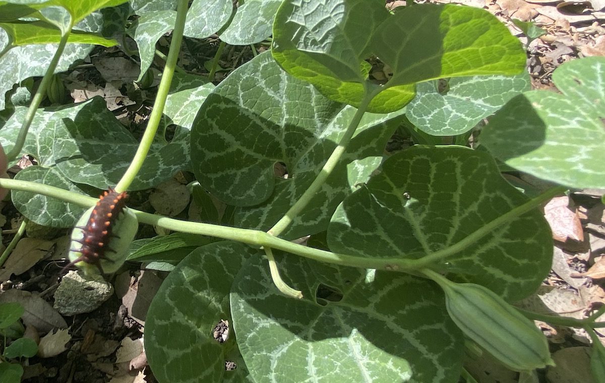 Caterpillar on pipevine pollinator plant.