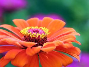 Profusion orange zinnias