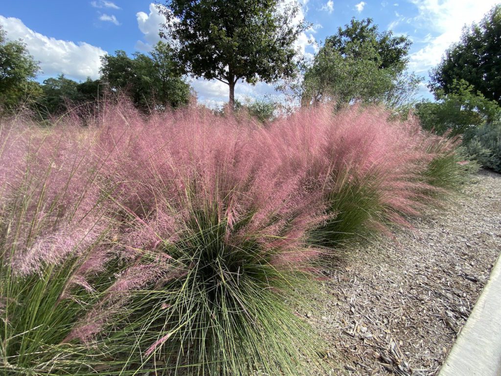 pink-muhly-ornamental-grass-grasses Pink Muhly ornamental grasses are stunning in fall.