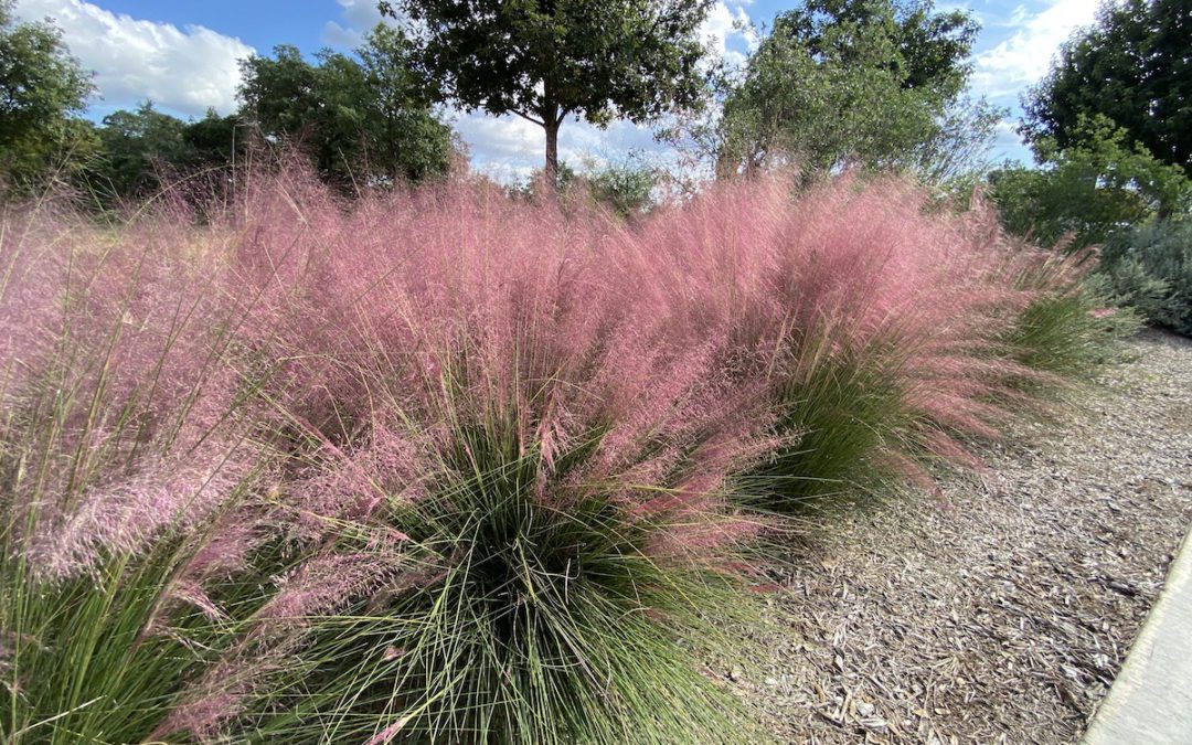 Pink Muhly ornamental grasses are stunning in fall.