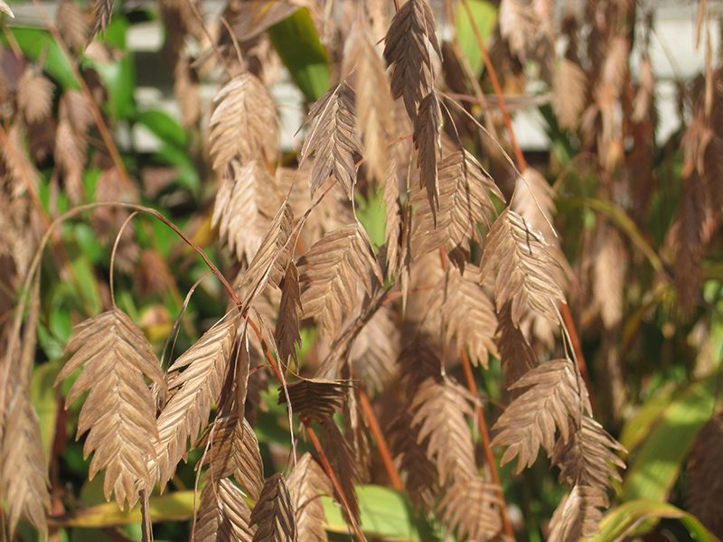 Inland Sea Oats have beautiful seedheads.