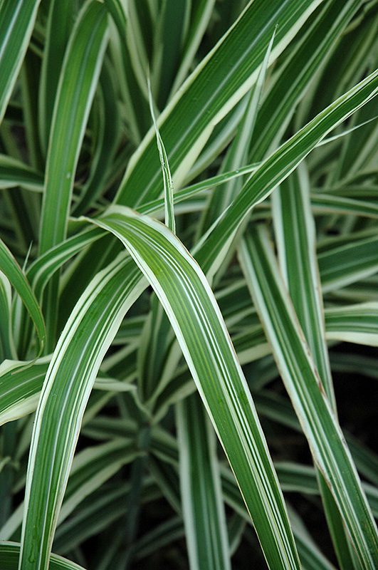 Cosmopolitan maiden grass is a gorgeous variegated ornamental grass.