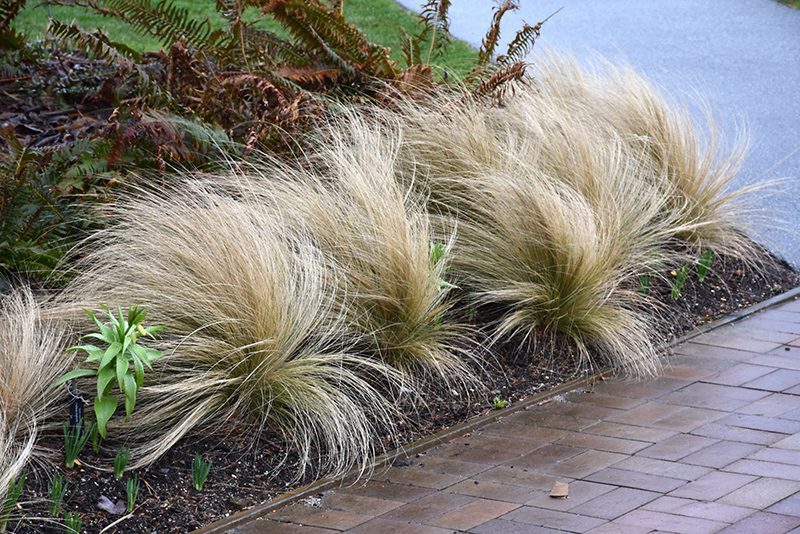 Mexican Feather grass are fine-textrued ornamental grasses.