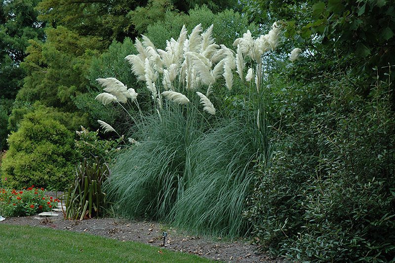 Pampas grass are great for screening.