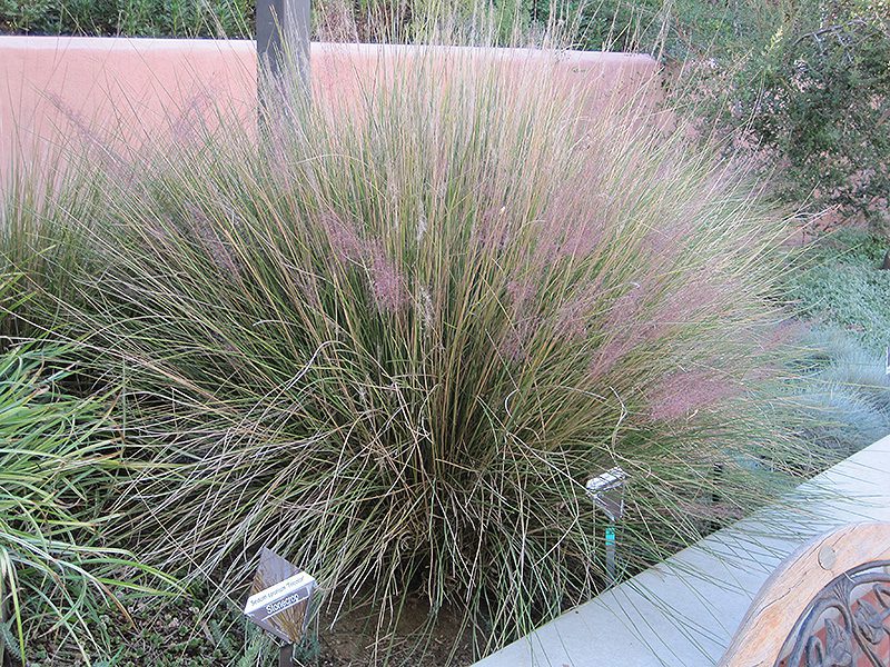 pink-muhly1