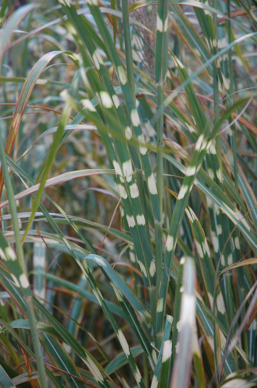 Ornamental grasses like Zebra grass have unique foliage.