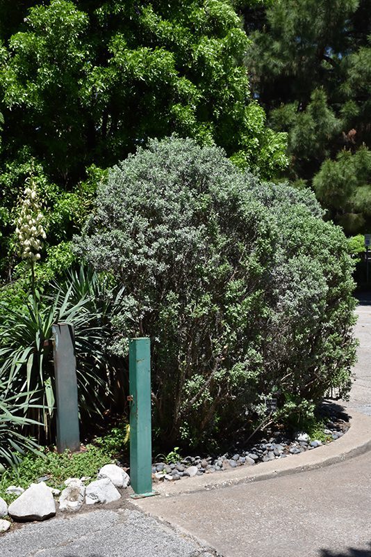 Compact-texas-sage-cenizo Compact Texas Sage in a landscape.
