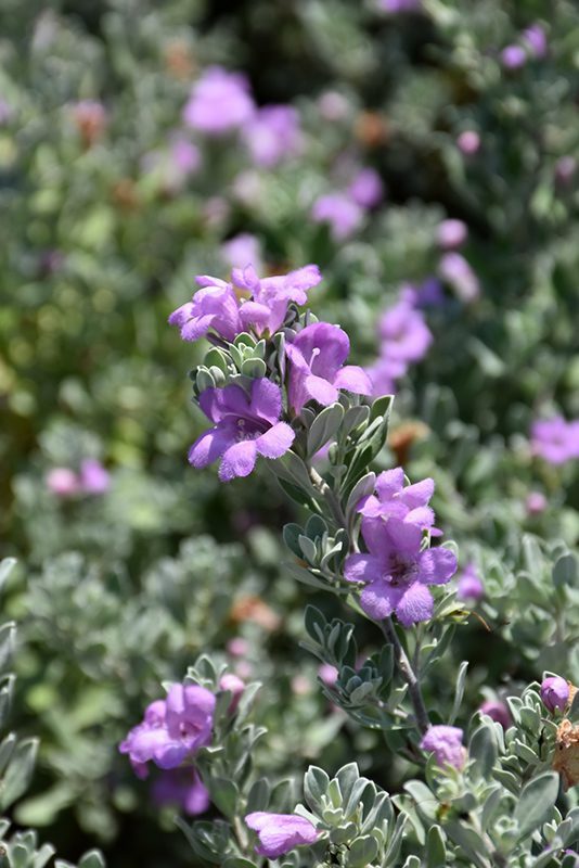 Texas sage poisonous to 2024 dogs