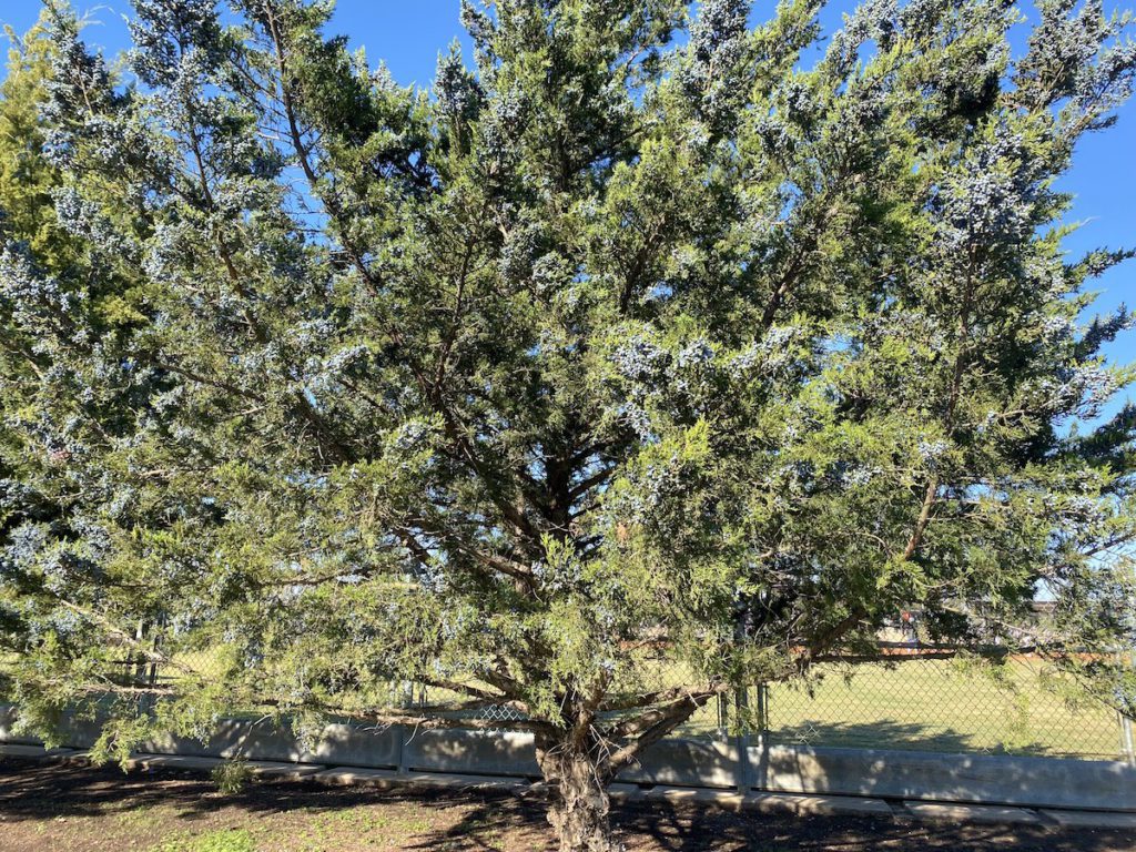 Mountain cedar full of berries.