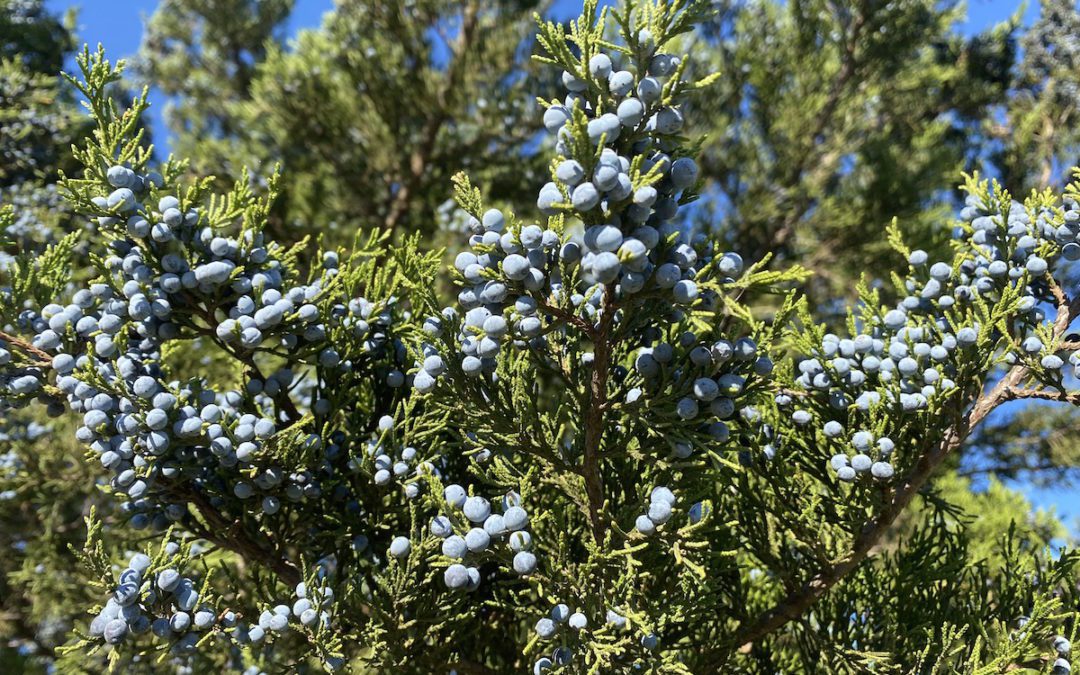 The berries on an Ashe Juniper.