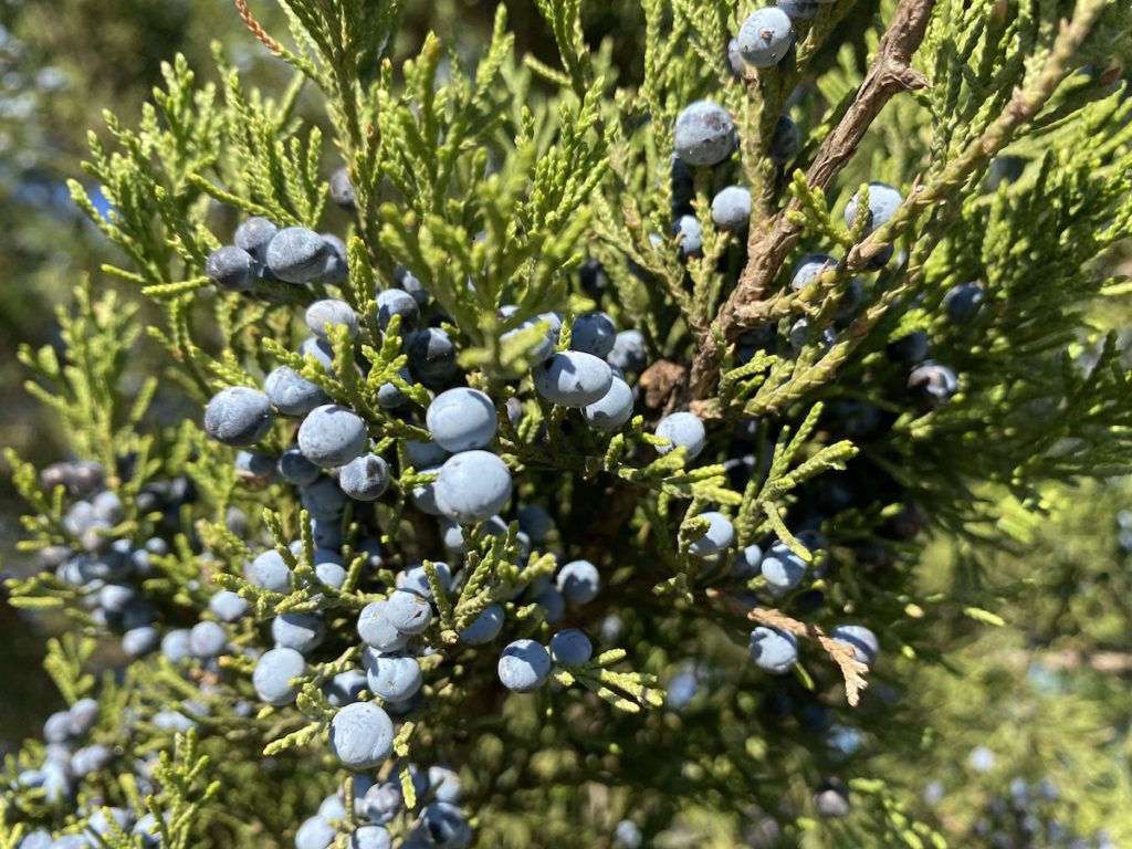 Close up of Mountain Cedar berries that cause cedar fever.