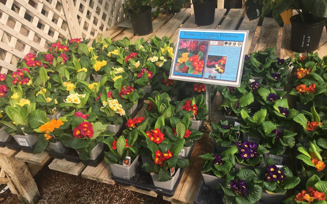 Many colorful options of primrose.