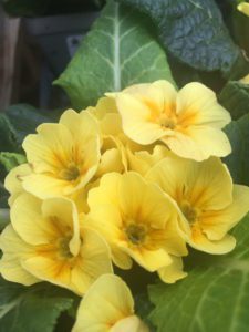 Yellow primrose