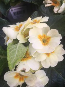 White primrose