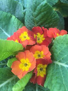 Orange primrose