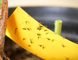 fungus-gnats-problems Fungus gnats are problems on overwatered plants.