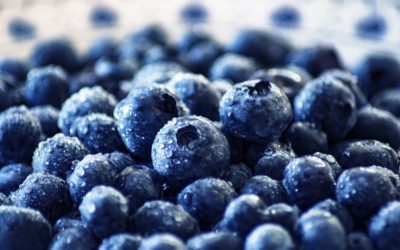 Blueberries: Cross Pollination and Growing Tips