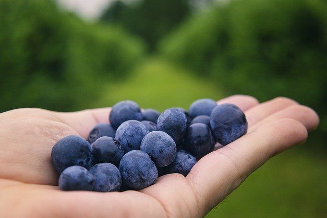 Blueberries in a hand.