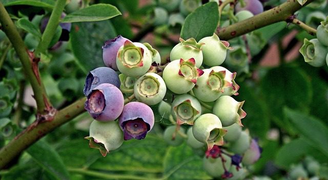 growing-blueberries Blueberries on a bush.