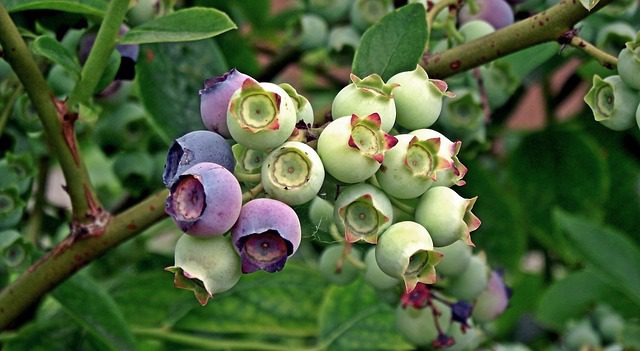 Blueberries on a bush.