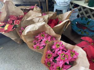 Poinsettias come in multiple varieties. 