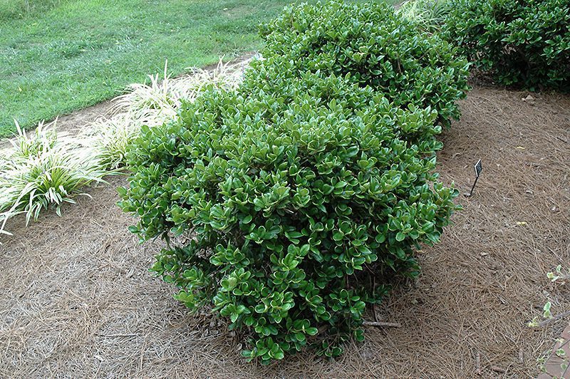Carissa-holly Carissa Holly in the landscape.