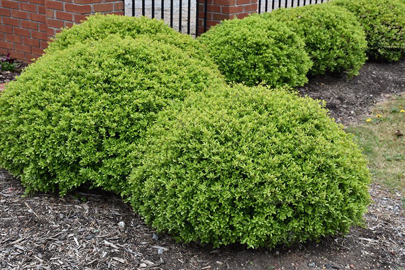 Dwf-Nana-Yaupon-Holly Dwf. Yaupon Holly in the landscape.
