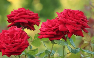 Roses: Types and Descriptions