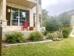 Shrubs in landscape plantings.