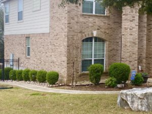 Shrubs in landscape plantings.