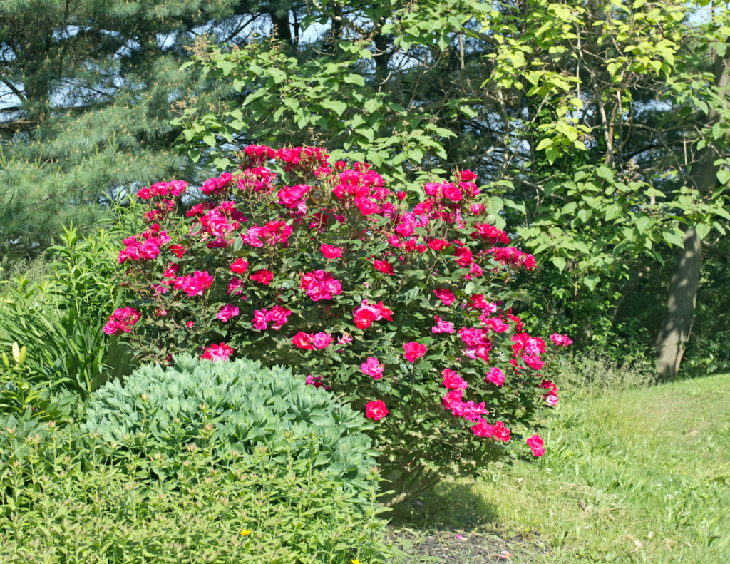 Knock-out-roses Knock Out® roses in the landscape.