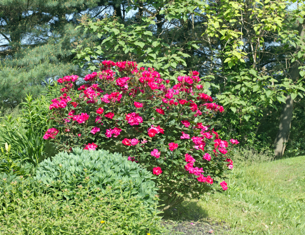 Knock Out® roses in the landscape.