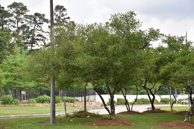 Pride-of-houston-holly Holly trees in a row.