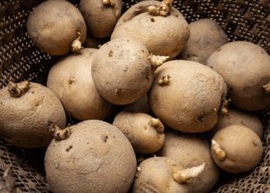 Seed potatoes in a basket.