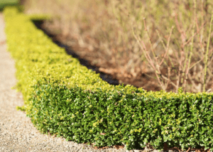 hedge-shrubs-landscape-plantings Hedgin in a landscape.