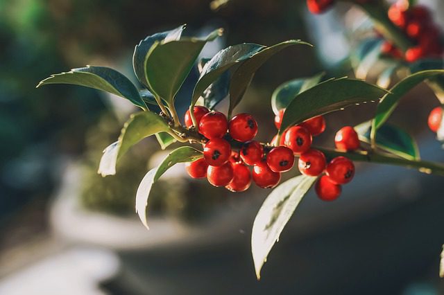 holly-g3d39c7821_640