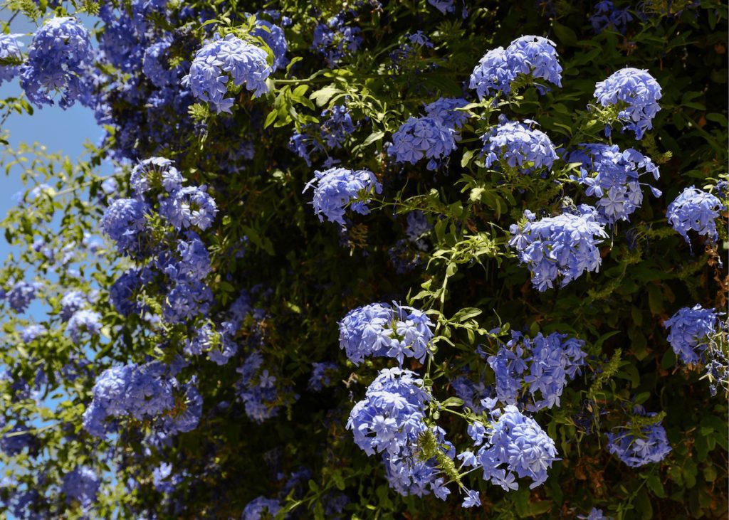plumbago-perennials-shrubs-landscape-plantings Plumbago perennials in bloom.