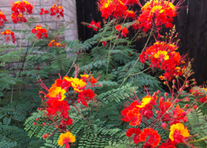 Pride of Barbados