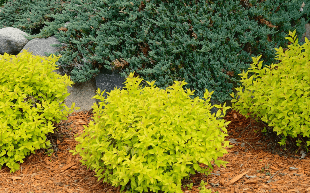 Landscape Plantings: Using Shrubs in Different Ways