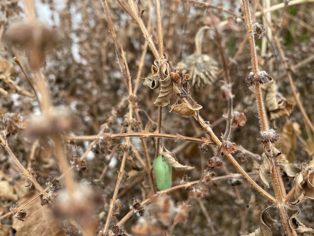 A chrysalis is a reason to hold of pruning in early spring gardens in February.