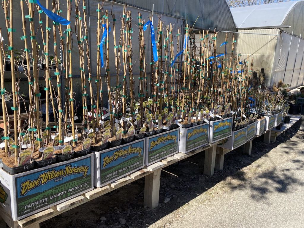 Fruit trees for planting in early spring