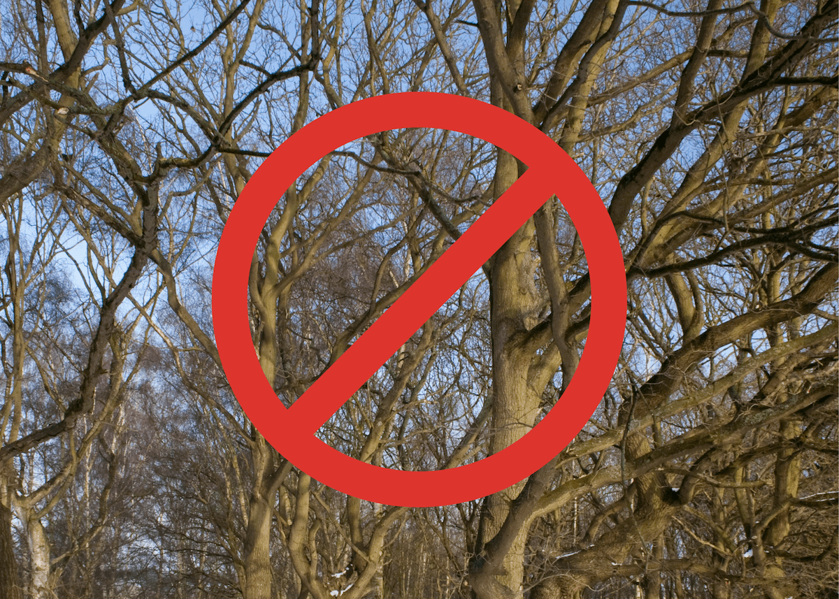 No pruning oak trees in early spring.