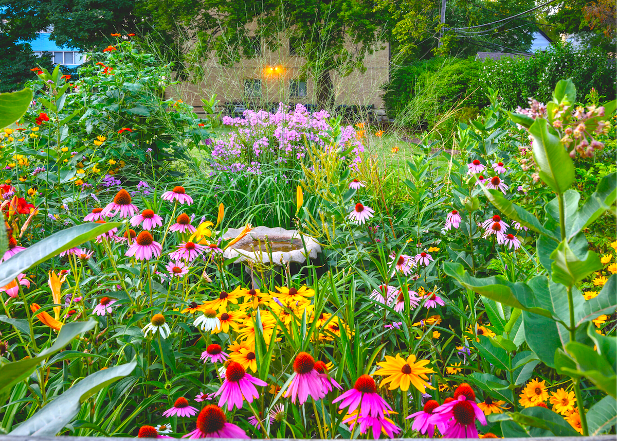 annuals-perennials